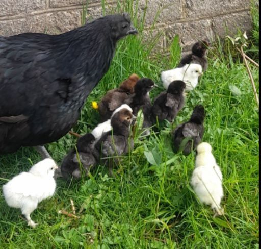 Jaja lęgowe jajka nioski ozdobne mix australop zielonooka green shell