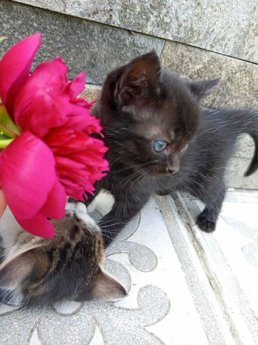 Кошенята шукають свій дім