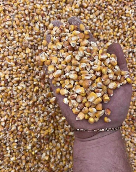 Кукурудза, Пшениця,Ячмінь,Насіння соняха,Зерносуміш