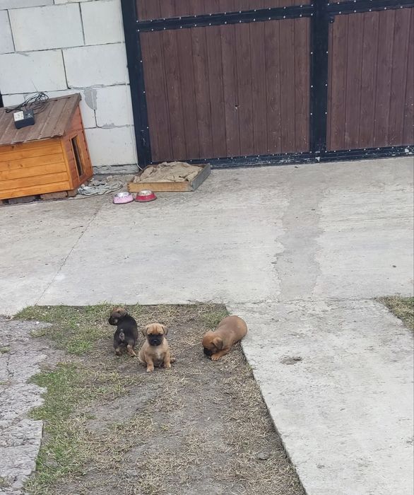 Цуценята французький бульдог