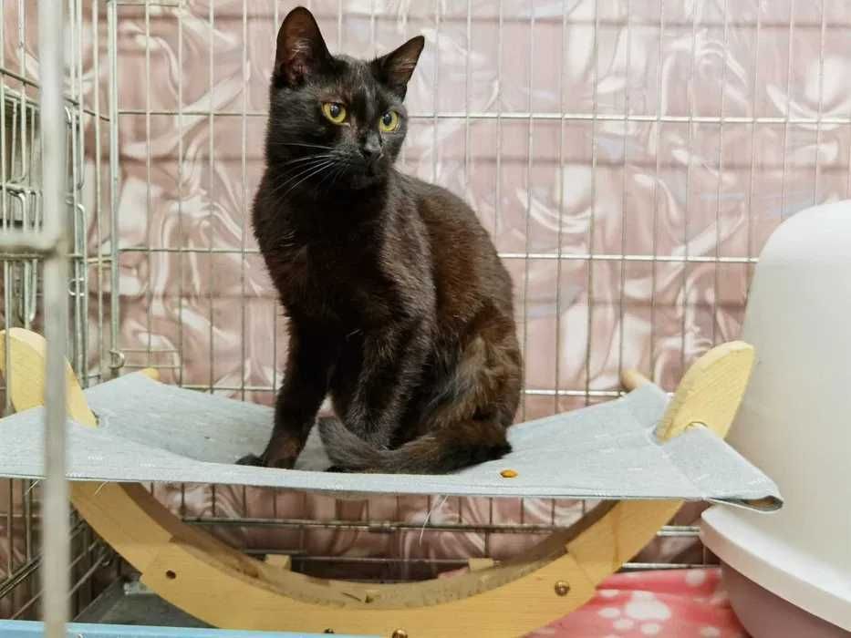 Willi około, roczny kociak