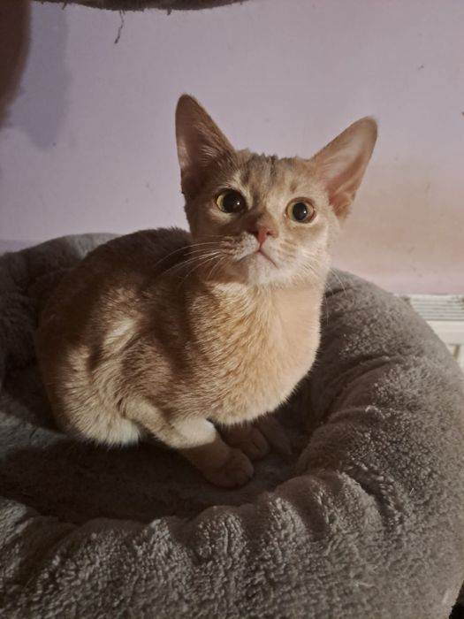 **CASSIE**kotka abisynska gotowa do odbioru.