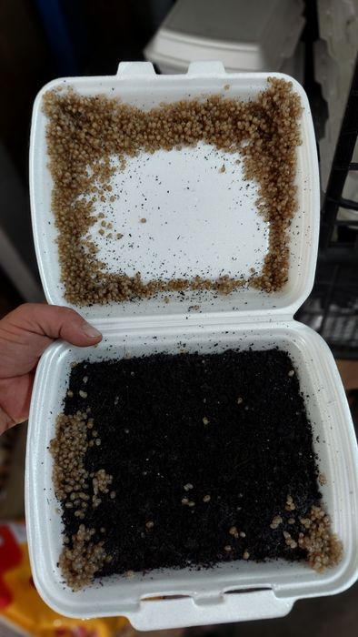 Kokony Helix Aspersa Muller/Maxima