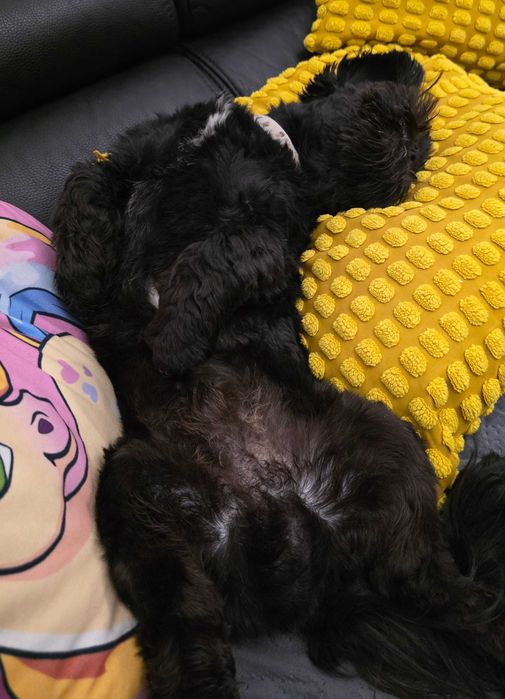 Shih tzu COSMO Ozorków