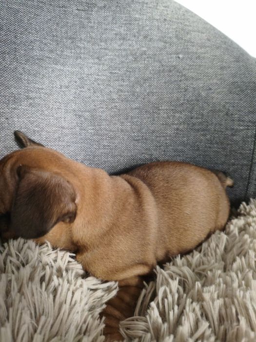 Buldog francuski chłopiec