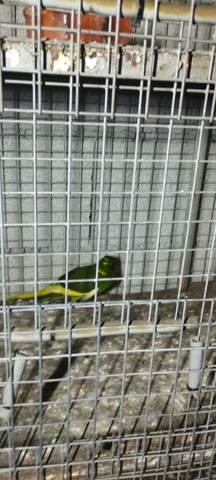 Vendo caturras e kakarakis