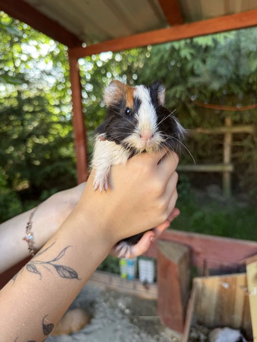 Świnki morskie kawia domowa