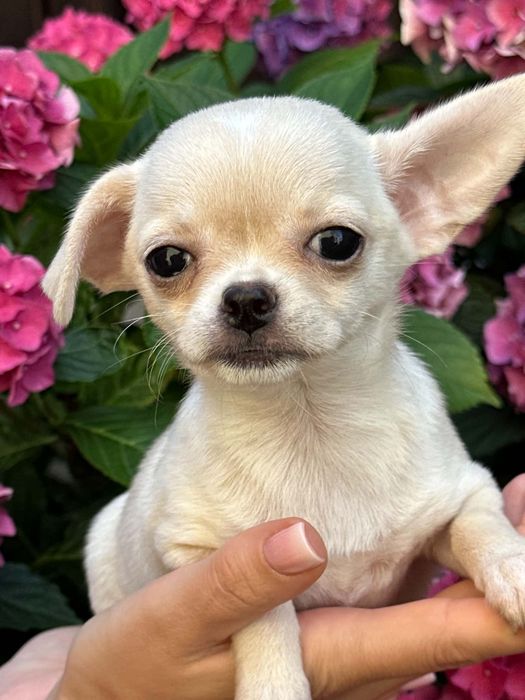 Cudowna dziewczynka Chihuahua