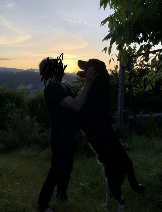 Cães de Gado Transmontano PUROS