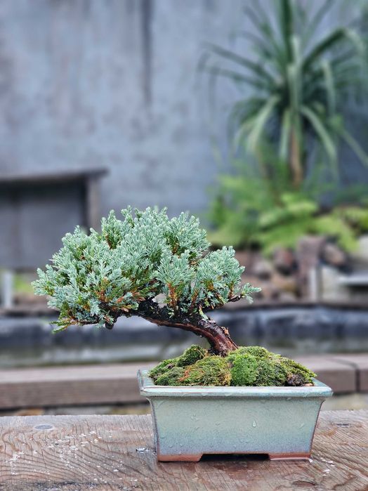 Bonsai juniperus blue
