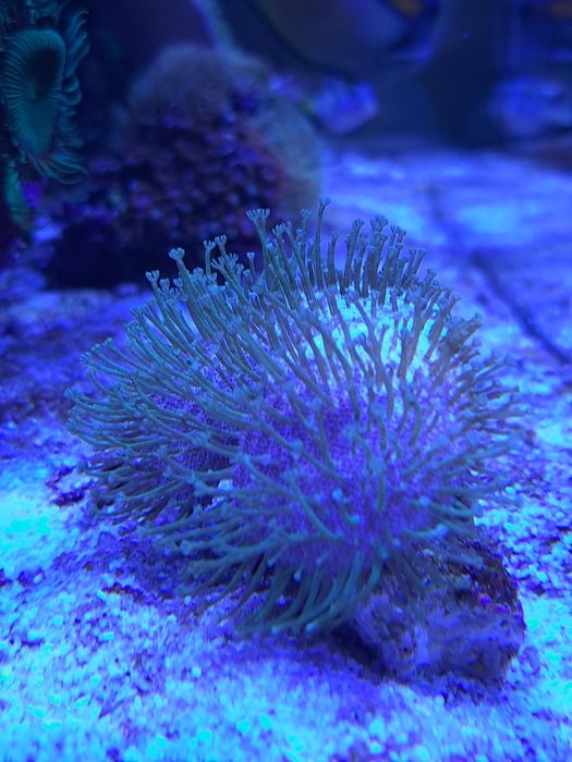 Sprzedam Sarcophyton sp.
