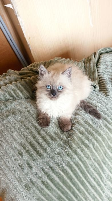Невська маскарадна хлопчик 2міс