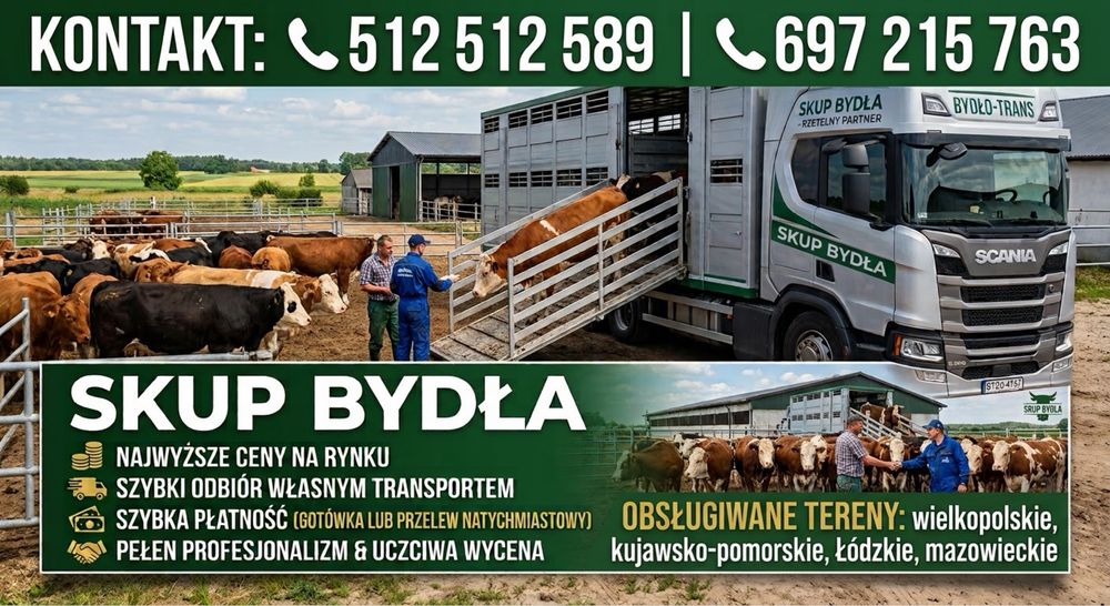 SKUP BYDŁA – Byki, Jałówki, Krowy | Uczciwe Ceny i Szybki Odbiór!