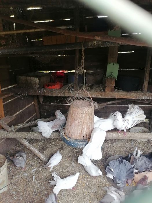 Vários pombos de lecke