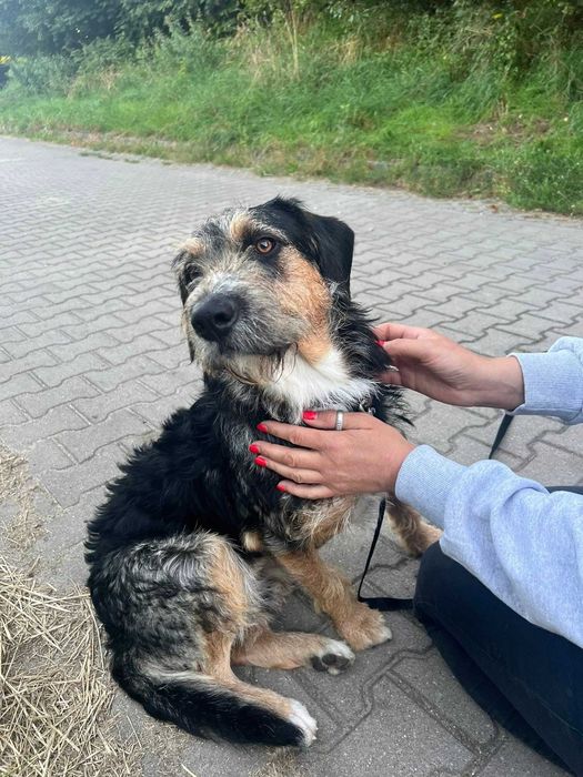 Do adopcji młodziutki, radosny  USZEK