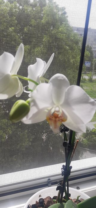 Продам белую орхидею