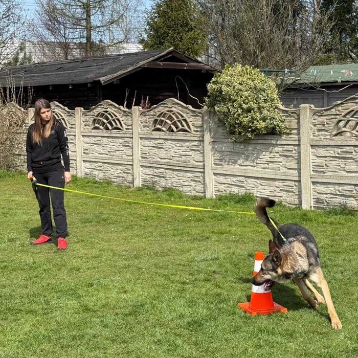 Grey wciąż szuka domu.