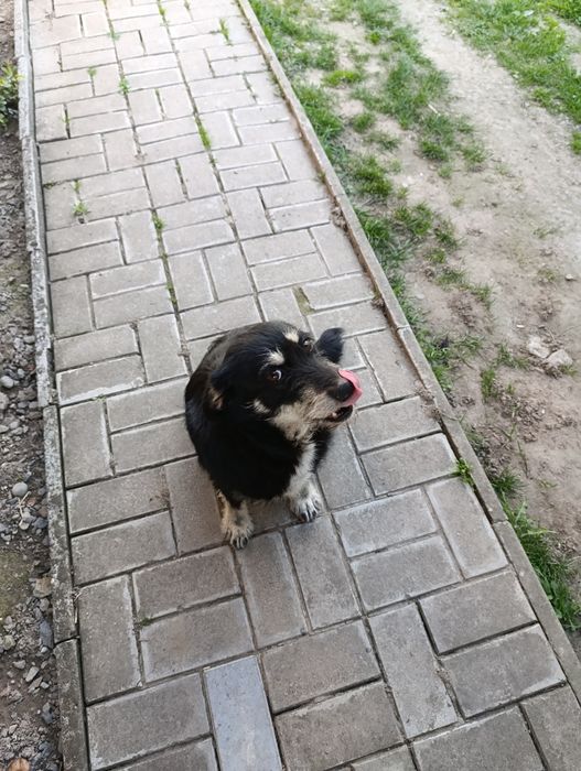 Віддам собачок у свій двір