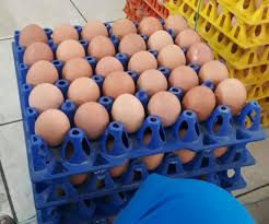 ОПТ інкубаційного яйця бройлера КОББ 500 Чехія