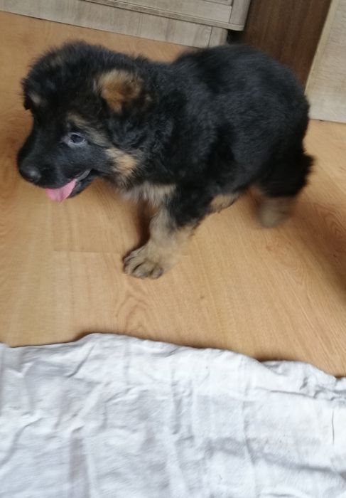 Owczarek niemiecki długowłosy śliczne szczenięta