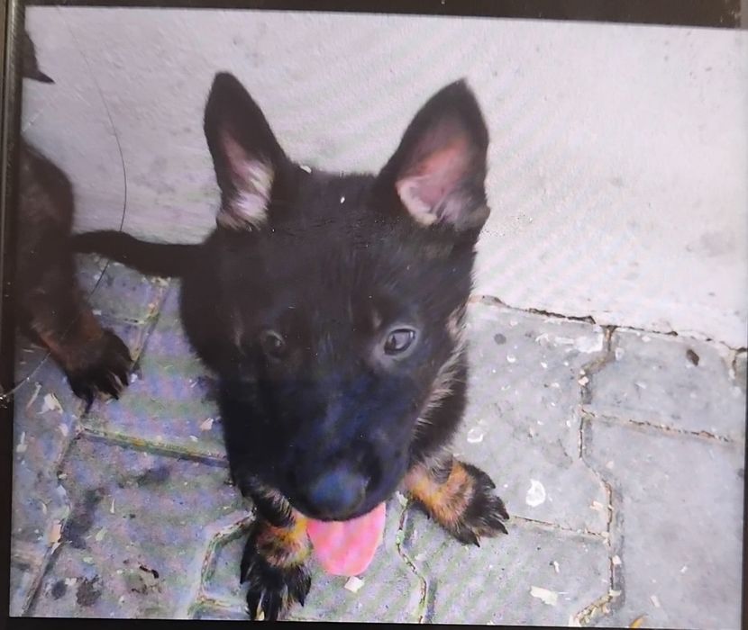 Cachorro   pastor alemão