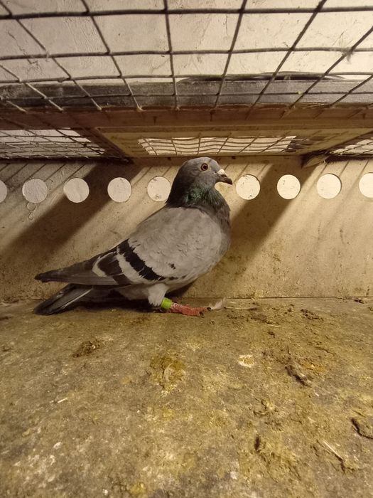 Gołębie pocztowe samica