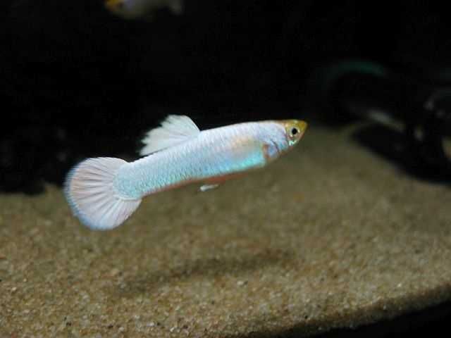 GB Gupik Snow White - dowóz ryb!