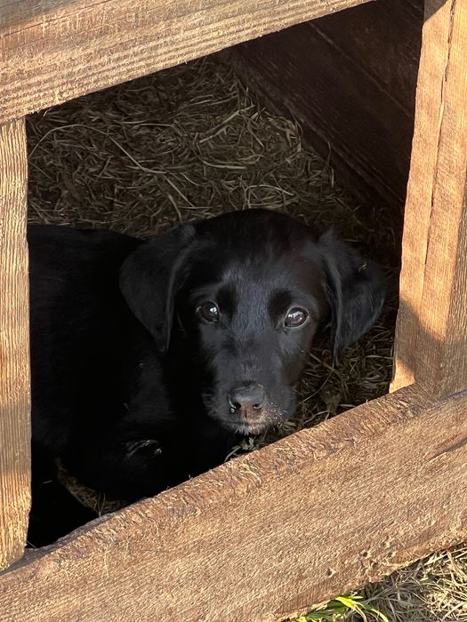 Лабрадор ретривер