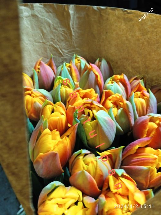 Тюльпан зріз опт 8 березня