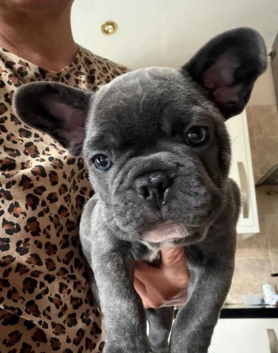 Adorável filhote de Bulldog Francês puro