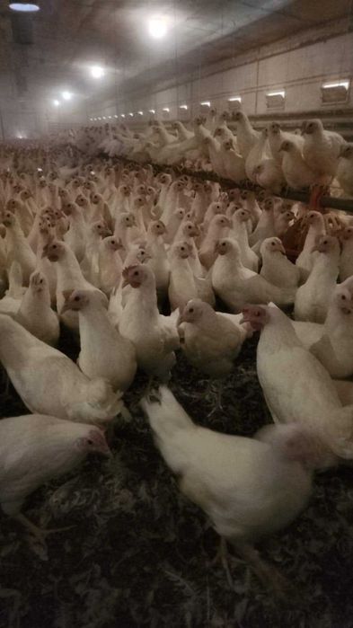 Kury nioski, odchowane