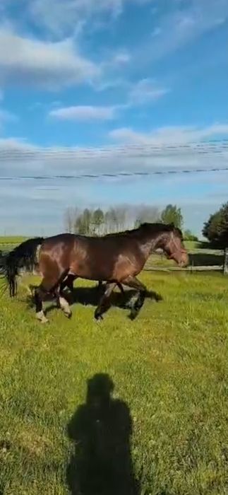 Sprzedam 3letniego walacha - okolo 167cm