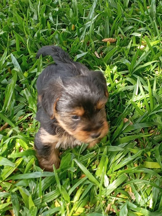 Fêmea Yorkshire Terrier