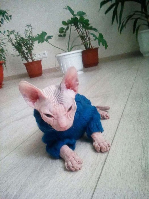 Вязка.  Канадский сфинкс предлагает свои услуги