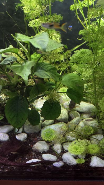 Anubias szczepki