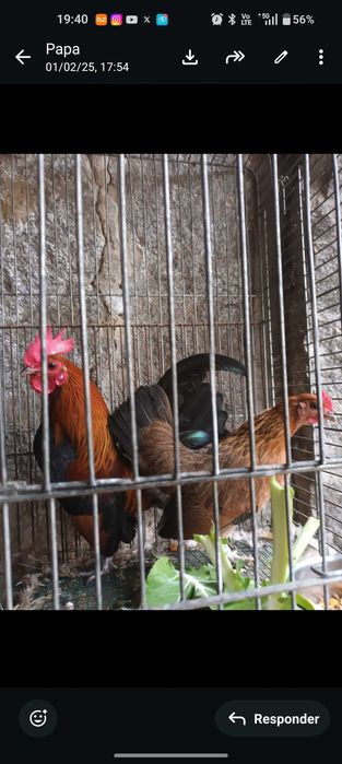 Gallus bankiva, faisão lady e Gigi  e Galo asil anão.