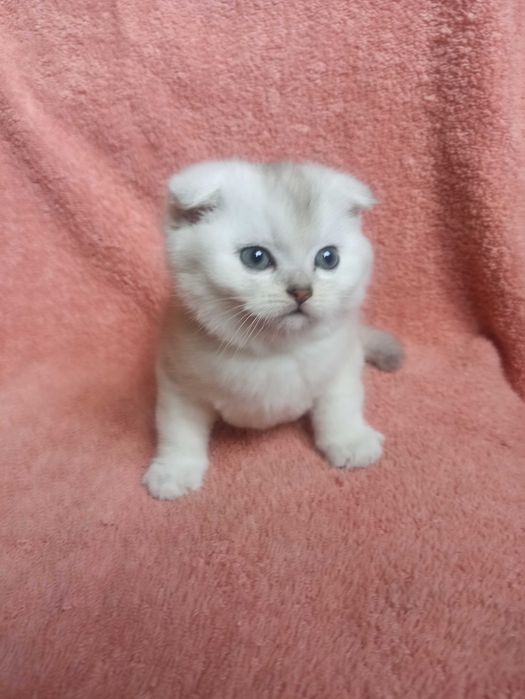 Шотландский котёнок