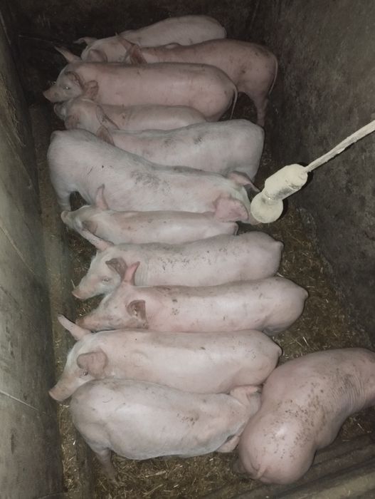 Поросята (ландрас+біла українська)