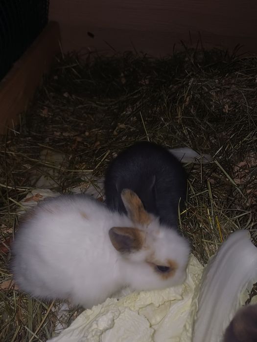 Królik dekoratywny  miniaturka