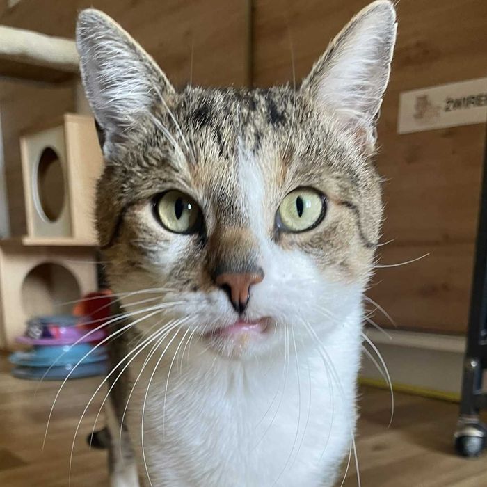 Kaprys - trochę humoru, trochę kota szuka domu