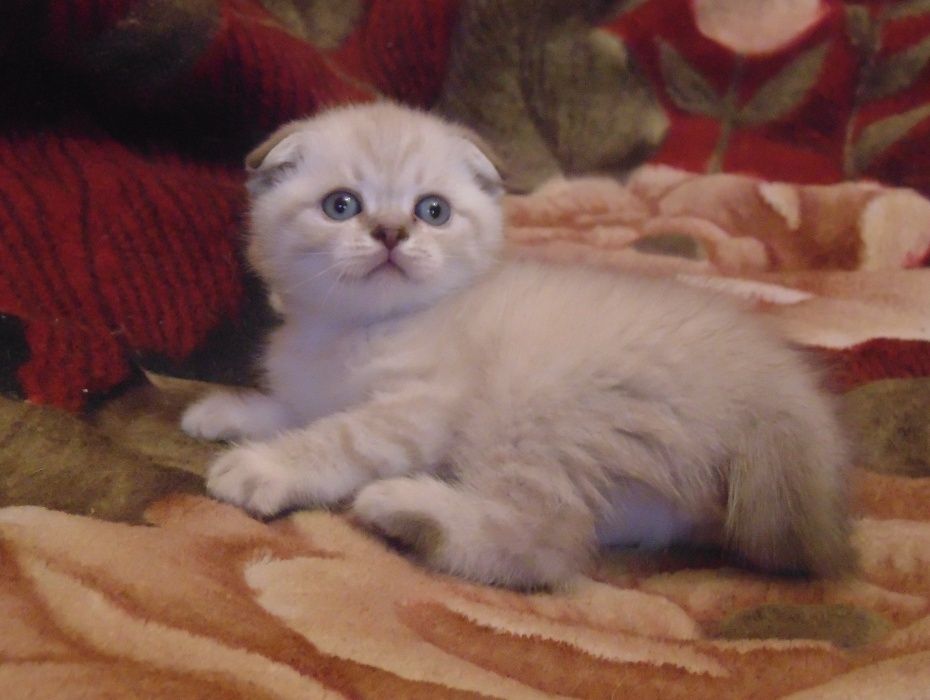 Красавец шиншилла поинт