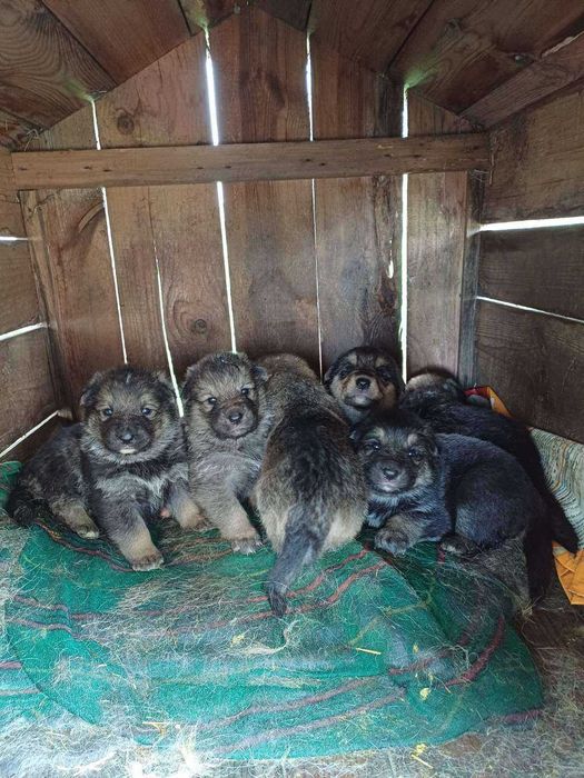 Pieski Oddam za darmo