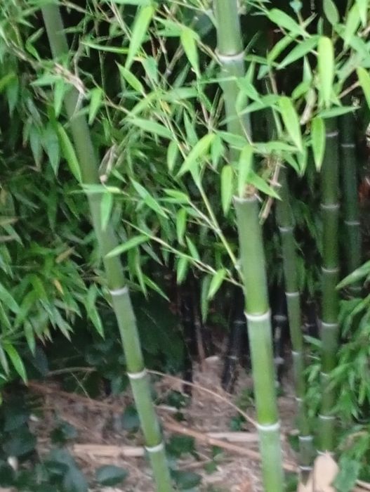Canas da Índia (Bambu)