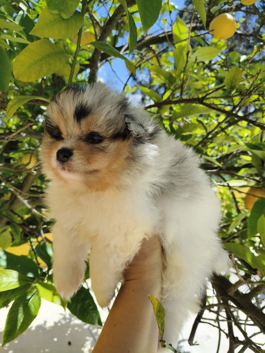 Spitz alemão Blue Merle