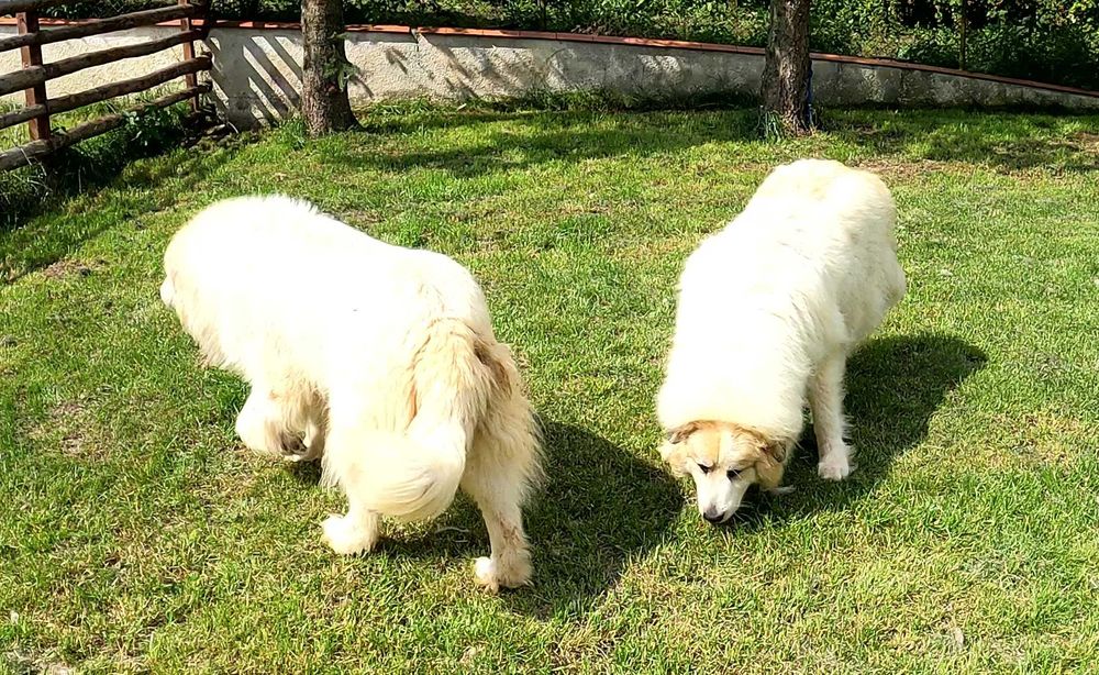 Pirenejski pies górski, owczarek podhalański rasa pokrewna, okazja