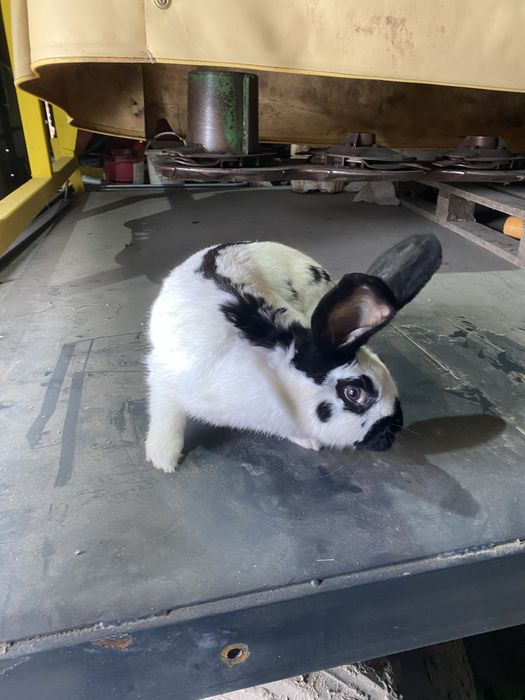 Samica srokacz niemiecki