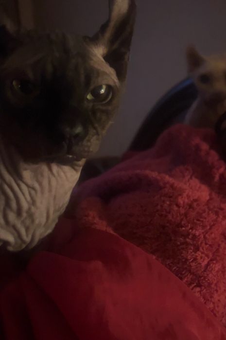 Жених канадский сфинкс бамбино -ельф