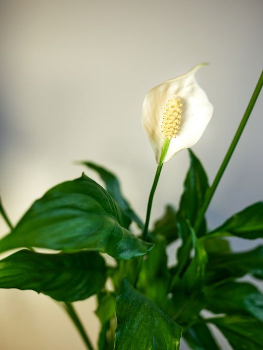 Спатифілум Жіноче щастя