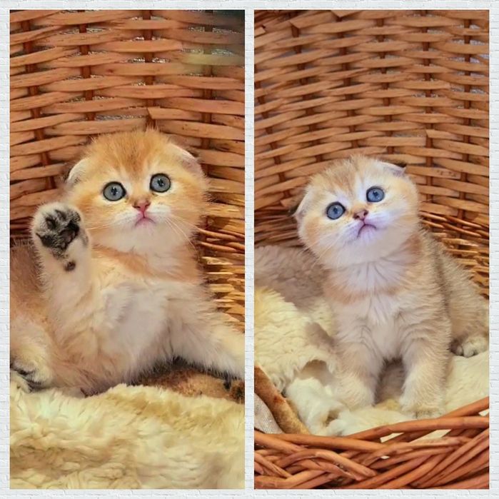 Супер красотки золотая шиншилла