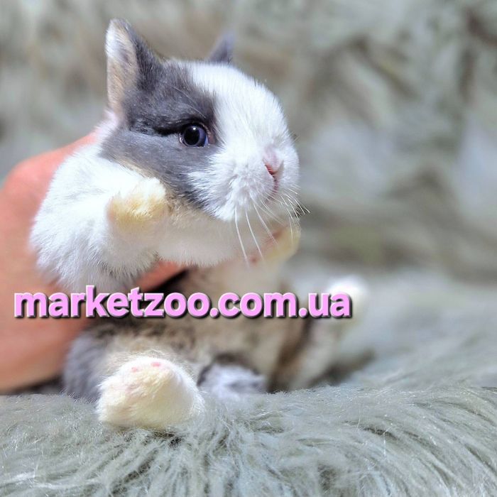 Карликовий карликовый міні кролик Mini netherland rabbit дівчинка